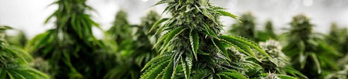 Cannabis Konsum in Deutschland – wann kommt die Legalisierung? Wer sind die großen Player im Markt?